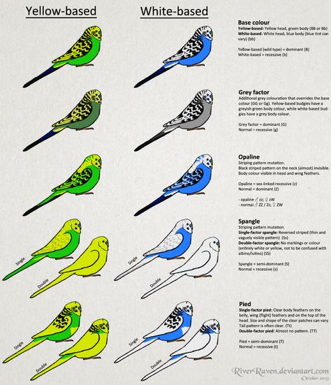 Budgerigar colour genetics by RiverRaven on DeviantArt Breeding Budgies, Parakeet Care, Baby Budgies, Budgies Parrot, Cockatiel Bird, Budgies Bird, Budgie Parakeet, Bird Aviary, Bird Care