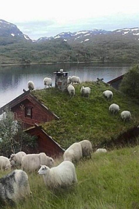 Norway Animals, Norway Cottage, Sheep House, Farm Lifestyle, Fairy Home, Irish Cottage, Cottage Aesthetic, Temperate Rainforest, Sheep Farm