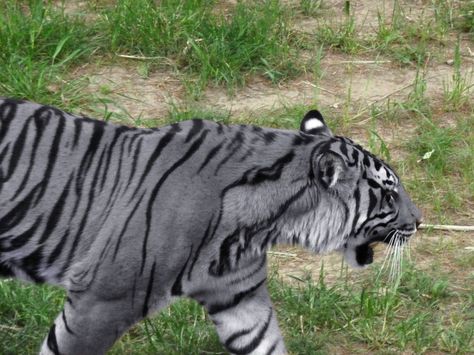 The Maltese tiger, or blue tiger, is a reported but unproven coloration morph of a tiger, reported mostly in the Fujian Province of China. Description from pinterest.com. I searched for this on bing.com/images Maltese Tiger, Chinese Tiger, Save The Tiger, Blue Tiger, Black Tigers, Blue Tigers, Maltese Dogs, Rare Animals, Pretty Animals