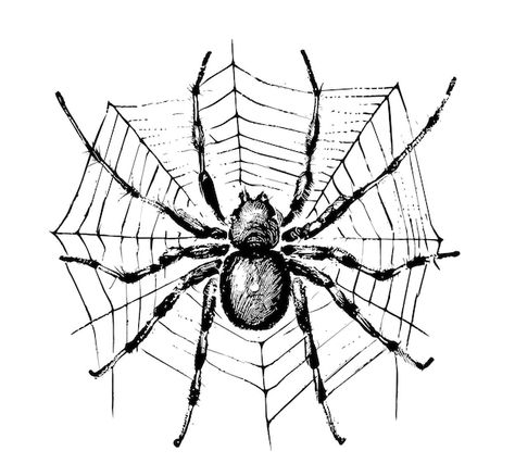 Spider In Web Drawing, Drawings Of Spiders, Spider Line Art, Spider Drawing Sketches, Spider Sketch, Spider Vector, Spider Web Art, Fantasy Sketches, Spider On Web