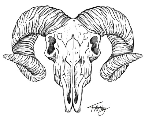 Ram head / skull / black and white / fine line / tattoo / design / art Ram Skull Tattoo Traditional, Ram Line Drawing, Ram Head Tattoo Design, Satanic Goat Skull Tattoo, Rams Head Tattoo, Sheep Skull Tattoo, Ram Head Drawing, Ram Skull Drawing, Ram Skull Tattoo Design