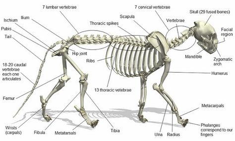 The anatomy diagram of a bengal tiger. Cats Anatomy, Feline Anatomy, Animal Skeleton, Anatomy Bones, Skeleton Anatomy, Cat Skeleton, Vet Medicine, Cat Anatomy, Animal Skeletons