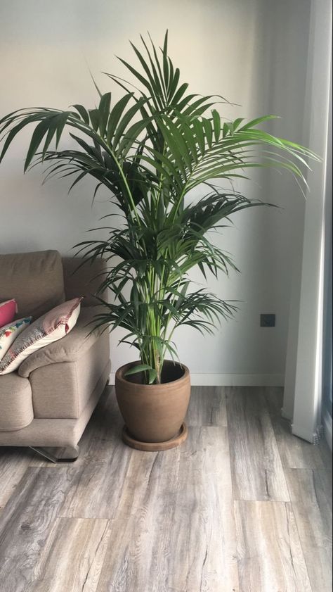 Plant Ideas Indoor, Inside Plants Decor, Living Room Plants Decor, Indoor Plant Ideas, Aesthetic Plant, Shelf Small, Large Indoor Plants, Plant Corner, Living Room Plants