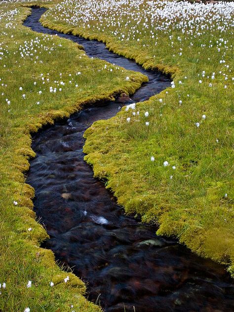 Small stream through cotton grass by Peter Nijenhuis, via Flickr Garden Stream, Medieval World, Secret Beach, Nature Plants, Backyard Projects, Scenic Routes, Garden Layout, Architectural Inspiration, Backyard Landscaping Designs