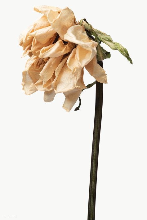 Dried tulip flower design element | free image by rawpixel.com / KUTTHALEEYO Wilted Flowers Aesthetic, Rotting Flowers, Dried Tulips, Rotten Flowers, Died Flowers, Wilting Flowers, Wilted Flowers, Flower Minimalist, Growth And Decay