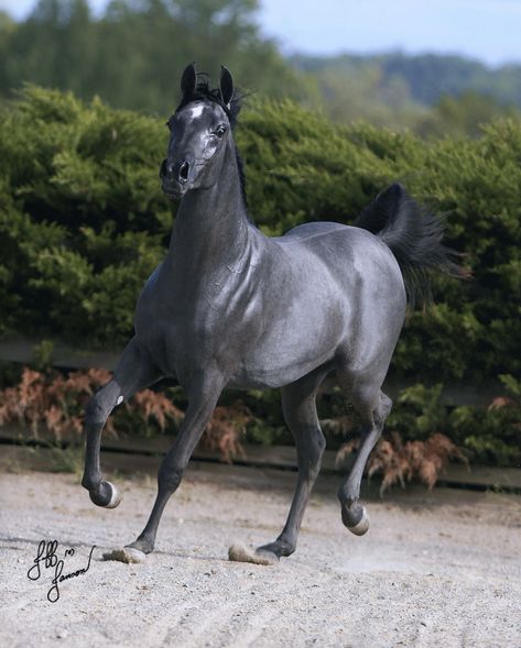 Prancing steel grey horse. What a beauty. Blue Roan, Grey Arabian Horse, Grey Horses, Dynamic Movement, Horse Boarding, Most Beautiful Horses, Grey Horse, Most Beautiful Animals, Majestic Horse