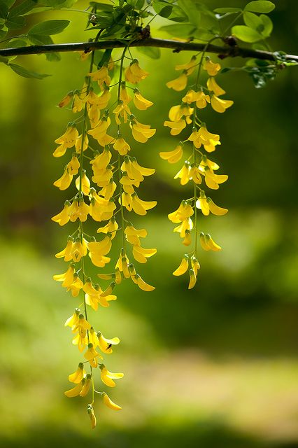 Laburnum Blossoms Golden Chain Tree, Alam Yang Indah, Mellow Yellow, Flower Pictures, Wisteria, Mimosa, Amazing Flowers, Love Flowers, Flowers Photography