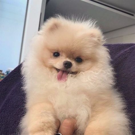 Cute Puppies Aesthetic, Big Dogs Breeds, Biggest Dog In The World, Biggest Dog, Pomeranian Puppy Teacup, Teacup Chihuahua Puppies, Cute Fluffy Dogs, Cute Teacup Puppies, Westie Puppies