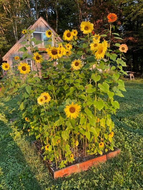 Sunflower Patch! Backyard Sunflower Garden, Sunflowers In Backyard, Sunflowers Garden Ideas, Sunflower In Garden, Sunflower Garden Bed, Sunflower Patch Garden, Sunflower Garden Backyard, Sunflowers Backyard, Sunflower Garden Aesthetic