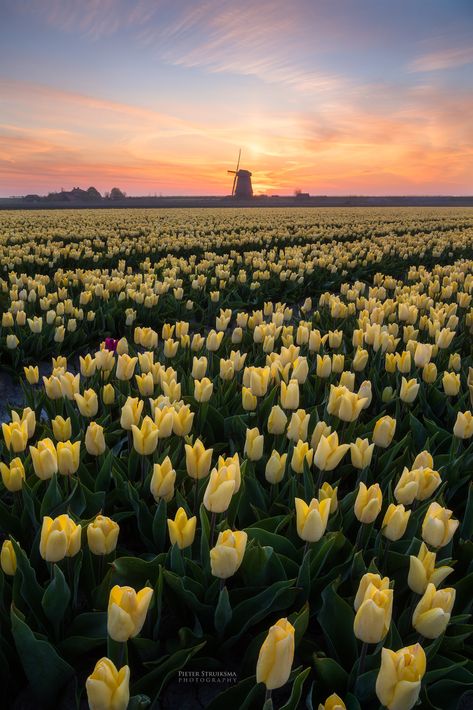 Dutch Tulips Sunrise - To follow me on Facebook, please go to: www.facebook.com/pieter.struiksma On Instagram: https://www.instagram.com/pieter.struiksma/ On Flickr: https://www.flickr.com/photos/struiksma/ On 500px: https://500px.com/pieterstruiksma Instagram: https://www.instagram.com/pieter.struiksma/ ♡ Enjoy your day! ♡ Tulip Fields Netherlands, Norway Nature, Field Paint, Dutch Tulip, Field Wallpaper, Nothing But Flowers, Tulip Fields, Yellow Tulips, Amazing Sunsets