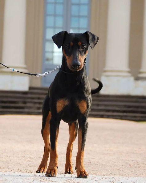 Cute Doberman, Anatomy Science, Dog Types, German Pinscher, Dog And Puppies, Manchester Terrier, Whippet Dog, Group Of Dogs, Doberman Dogs