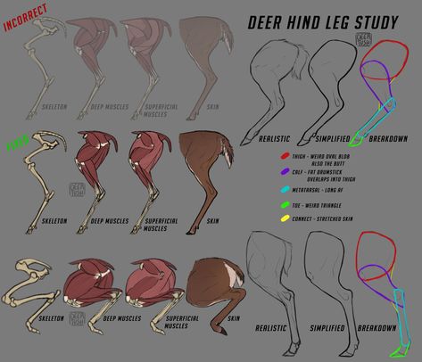 Deer Leg Deer Hooves Reference, Deer Anatomy Study, Deer Head Anatomy, Deer Anotamy, Deer Anatomy Reference, Deer Leg Anatomy, Deer Antler Drawing Reference, Deer Anatomy Drawing Reference, Deer Muscle Anatomy