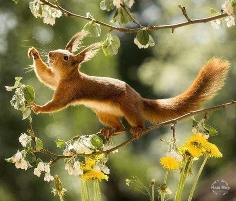 Animal Wallpaper Aesthetic, Squirrel Photo, Squirrel Pictures, Fox Squirrel, Cute Squirrel, A Squirrel, About Animals, Red Squirrel, Pretty Animals