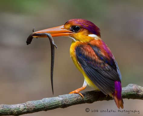 Rufous-backed Kingfisher | UncleFai | Flickr Food Display, Kingfisher, Natural Wonders, Natural World, Birds, Photography, Animals, Nature