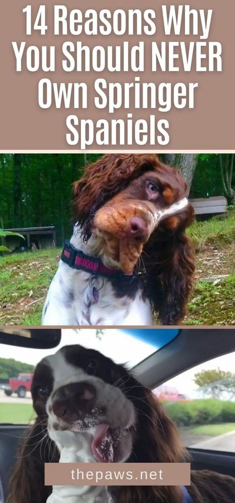 We warn you! Do NOT own these monsters. Springer Spaniels deserves to be on the top list of the worst dogs ever. Let us tell you why! Springer Puppies, English Springer Spaniel Puppy, Girl Dog Names, Best Dog Names, Springer Spaniel Puppies, Puppy Cut, Springer Spaniels, Top List, Spaniel Puppies