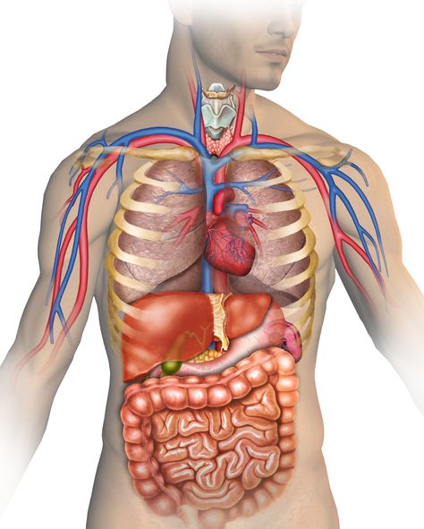 Tissues, organs, and stimuli: multicellular organism lessons with eight engaging curricula games. Estrogen Balance, Food Documentaries, Natural Asthma Remedies, Calcium Deficiency, Heal Thyself, Bolesti Chrbta, Spider Bites, Gut Flora, Ayurvedic Remedies