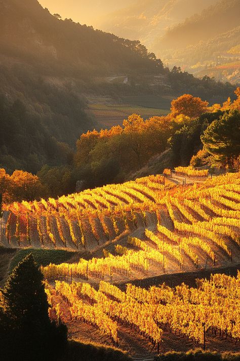 "Discover the beauty of Autumn Wine Tours in Tuscany! 🍇🍷🍂 Wander through rolling vineyards, savor rich Italian wines, and immerse yourself in Tuscany’s stunning fall scenery. From charming wine estates to picturesque landscapes, experience the ultimate autumn escape. ✨🌿 #TuscanyWineTours #AutumnInItaly #WineLovers" Job Aesthetic, Tuscany Wine, Fall Scenery, Italian Wines, Autumn Wine, Cozy Cat, Luxury Getaway, Autumn Scenery, Wine Tour