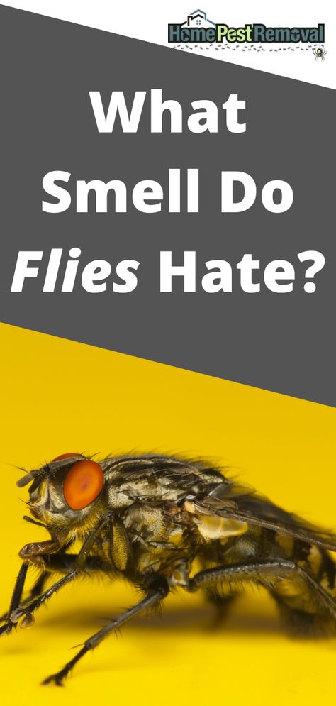 You don’t have to rely on chemicals and traps to get rid of flies that are plaguing your home.

Even though flies love garbage, they’re quite picky, and certain smells will make them stay out of the room.

What smell do flies hate? Best Way To Get Rid Of Flies In House, How To Get Rid Of Flys In Your House, How To Get Rid Of Flies In Backyard, House Fly Repellent, Get Rid Of Flies In House Diy, Keeping Flies Out Of House, How To Get Rid Of House Flies, Natural Fly Repellant Home, Get Rid Of Flies In House