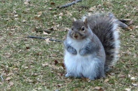 The season of overindulgence has come and passed. But if you're feeling riddled with guilt, building up the courage to renew your long-forgotten gym membership, these squirrels might make you feel a little better – you're not alone. The exceptionally mild winter in many areas of the world has led to squirrels across Europe and North America piling on the pounds. The freakishly warm weather has meant trees still have an abundant banquet of nuts and seeds, which the squirrels have been taking ... A Squirrel, White