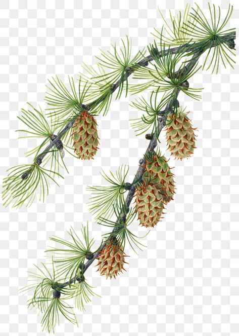 Conifer Cone, Illustration Watercolor, Flower Illustration, Free Illustrations, Botanical Illustration, Antique Art, Free Png, Transparent Png, Free Image