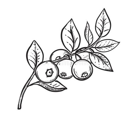 Fruit Sketch, Fruit Tattoo, Coloring Page For Adults, Plant Tattoo, Food Illustration Art, Plant Drawing, Time Tattoos, Pretty Tattoos, Lotus Flower Tattoo