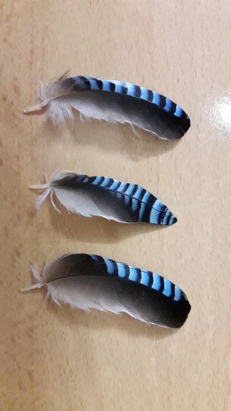 Feather Reference Photo, Blue Jay Aesthetic, Blue Jay Feather Tattoo, Bluejay Art, Feather Reference, Bluejay Feather, Blue Bird Feather, Feather Identification, Blue Jay Art