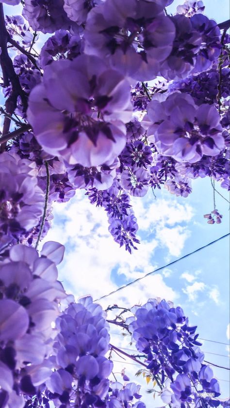 Purple Sky With Flowers, Nature, Wisteria Wallpaper Aesthetic, Wisteria Flower Aesthetic, Wisteria Wallpaper Iphone, Purple Wisteria Aesthetic, Wisteria Aesthetic Wallpaper, Light Blue And Purple Aesthetic, Bluish Purple Aesthetic