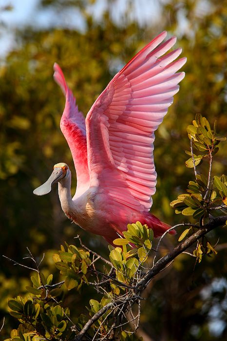 Roseate Spoonbill photo Roseate Spoonbill, Sanibel Island Florida, Water Birds, Shorebirds, Airbrush Art, Sanibel Island, Big Bird, Exotic Birds, Pretty Birds