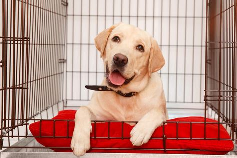 yellow-lab-on-red-pillow-in-crate-SW Dog Crate Pads, Heavy Duty Dog Crate, Puppy Crate, Dog Magazine, Puppy Snuggles, Sleeping Puppies, Popular Dog Breeds, Most Popular Dog Breeds, Dog Cages