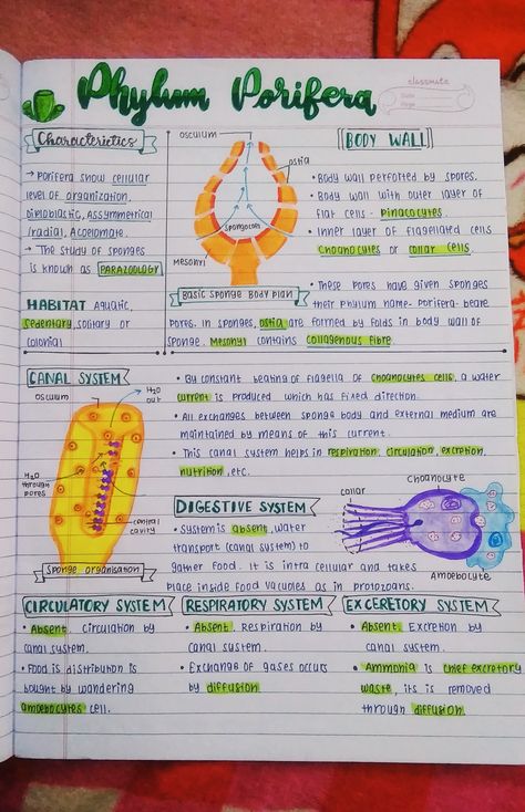 Trier, Phylum Coelenterata Notes, Bsc Zoology Notes, Phylum Notes, Bio Notes Class 11, Phylum Porifera Notes, Biological Classification Notes For Neet, Porifera Notes, Biology Field Work