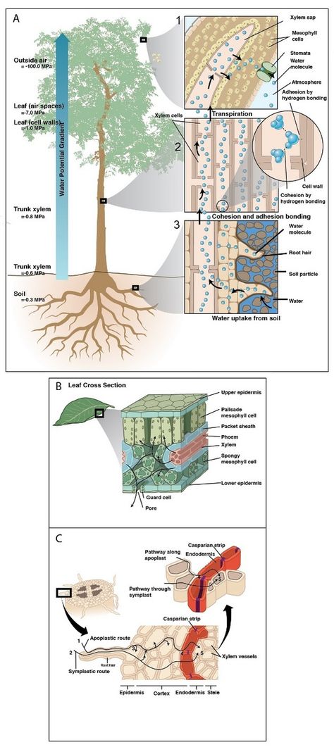 Representation of the water transport pathways along the soil-plant-atmosphere continuum (SPAC). Biology Knowledge, Plant Taxonomy, Plants Science, Plant Anatomy, Plant Biology, Biology Plants, Water Transport, Plant Physiology, Learn Science