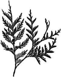 Cedar Drawing, Cedar Tattoo, Cedar Tree Tattoo, Illustrated Trees, Tree Tattoo Art, Maple Tree Tattoos, Tree Sleeve Tattoo, Pine Tattoo, Tattoo Thoughts