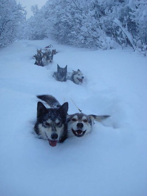 Airedale Terrier, Cele Mai Drăguțe Animale, Psy I Szczenięta, Husky Mix, Two Dogs, Blue Heeler, Husky Dogs, Dog Sledding, Siberian Husky