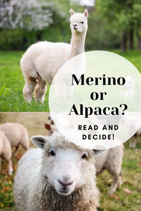 Read and decide!  #Merino #Alpaca #Alpaca sweater #Merino Sweater Fiber Farm, Raising Sheep, Farm Dream, Alpaca Fleece, Homestead Ideas, Alpaca Farm, Knitting Basics, Merino Sheep, Jumper Patterns