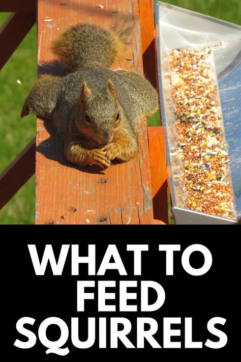 Squirrel Food Recipes, How To Make A Squirrel Feeder, Food For Squirrels, Squarl Feeder, How To Build A Squirrel Feeder, Bird Feeder In Garden, What To Feed Squirrels, Squrriel House Ideas, Squirrel Playground Ideas