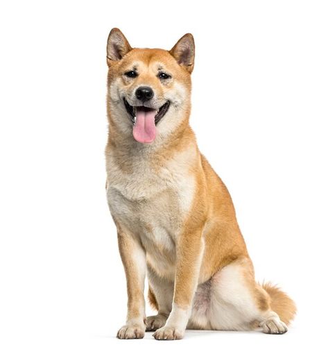 Shiba inu dog sitting and panting, cut o... | Premium Photo #Freepik #photo #dog #animal #pet #sitting Dog Drawings Simple, Cute Dog Drawings, Easy Dog Drawing, Dog Drawing Ideas, Cat And Dog Drawing, Dog Pants, Dog Drawings, Dog Anatomy, Animal Reference