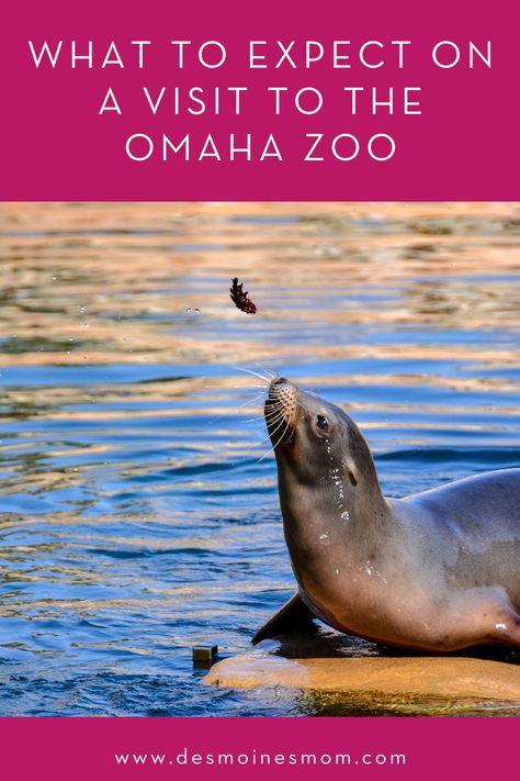 Omaha Zoo, Tire Swings, Splash Park, Wildlife Safari, Safari Park, Family Road Trips, Sea Lion, Trip Ideas, Buy Tickets