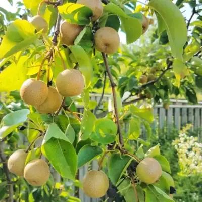 13 Best Fruit Trees for USDA Zone 6 | Gardenine Plum Varieties, Homestead Gardening, Orchard Tree, Fruit Bushes, Growing Fruit Trees, Bing Cherries, Homestead Gardens, Apple Varieties, Single Tree