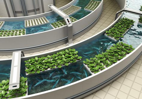 Commercial Aquaponics, Indoor Aquaponics, Aquaponics Greenhouse, Indoor Farming, Aquaponics Fish, Aquaponics Diy, Aquaponic Gardening, Vertical Farming, Aquaponics System