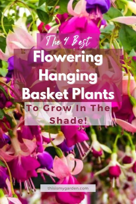 Up close image of a fuchsia plant growing in a hanging basket. From thisismygarden.com. Best Flowers For Shade, Hanging Flowering Plants, Hanging Basket Plants, Flowering Shade Plants, Plants That Love Shade, Part Shade Flowers, Hanging Basket Garden, Shade Loving Flowers, Porch Shades