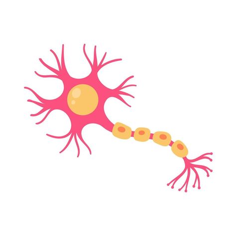 human sensory neuron model for biology studies Sensory Neuron, Neuron Model, Bouquet Gift, Flowers Bouquet Gift, Biology, Flowers Bouquet, Vector Art, Vector Free, Royalty Free