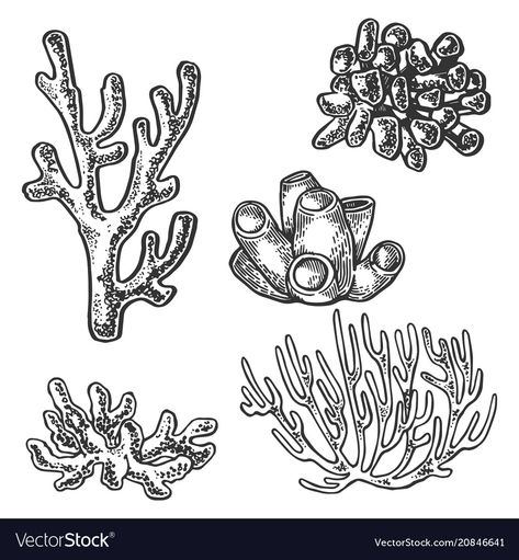 Coral Tattoo, Coral Drawing, Sea Drawing, Sea Plants, Ocean Tattoos, Coral Art, Coral Sea, White Hand, Sea Ocean