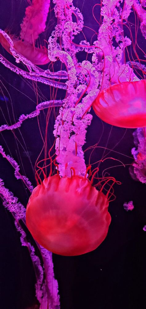 Wonders of Wildlife pink jellyfish Jellyfish Pictures, Anuel Aa Wallpaper, Fish Background, Pink Jellyfish, Colorful Jellyfish, Jellyfish Art, Trippy Wallpaper, Fish Wallpaper, Iphone Wallpaper Photos