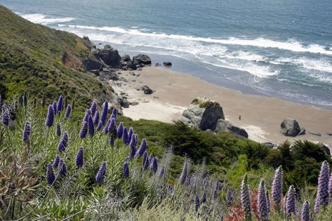 Stinson Beach, Muir Woods, Go Ride, California Art, Beach California, Nature Paintings, Northern California, Engagement Shoots, Nature Pictures