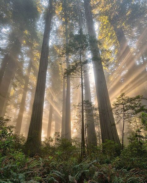 Sunray explosion through the trees in Redwood National Park, California Redwood National And State Parks, Coast Redwood, Redwood National Park, Forest Light, Earth Pictures, California Photos, California National Parks, Foto Art, Tree Forest