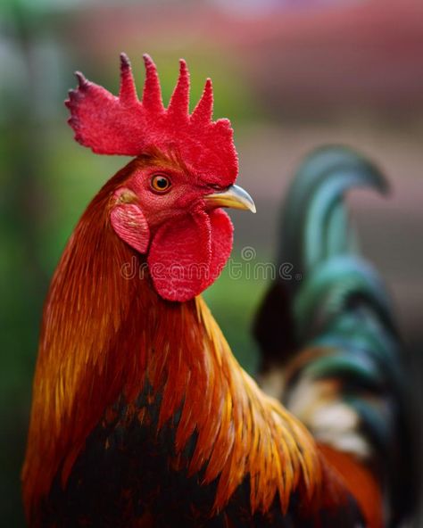 Rooster Photography Beautiful, Roosters And Chickens, Rooster Reference, Chickens Photography, Fowl Drawing, Rooster Photography, Rooster Photo, Rooster Pictures, Rooster Drawing