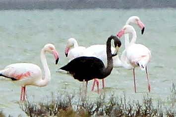 A Black Flamingo Spotted In Cyprus May Be The Only One Of Its Kind Ever Seen Melanistic Animals, Black Flamingo, Bizarre Pictures, Flamingo Art, Bird Watchers, Rare Animals, Weird Stories, Exotic Birds, Pretty Birds