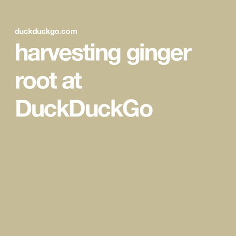 harvesting ginger root at DuckDuckGo How To Clean Ginger Root, Drying Ginger Root, Planting Ginger Root, Harvesting Ginger Root, How To Grate Ginger Root, Ginger Root, Ginger