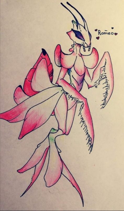 Hymenopus coronatus-Orchid mantis Orchid Mantis Oc, Anthro Mantis, Orchid Mantis Character Design, Praying Mantis Character Design, Orchid Mantis Drawing, Mantis Humanoid, Praying Mantis Oc, Anthro Bug, Mantis Oc