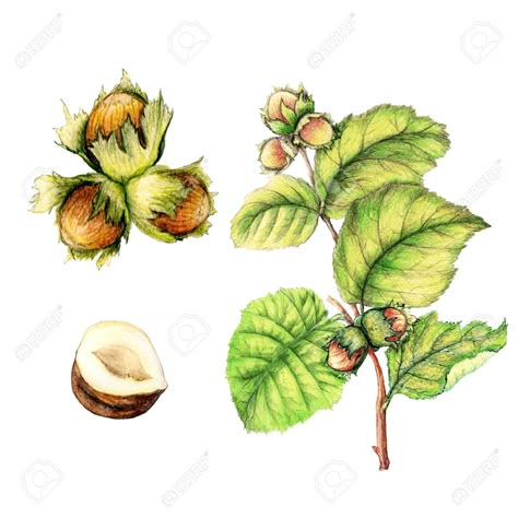 Hazel Nut Drawing, Hazelnut Tree Tattoo, Hazelnut Drawing, Hazelnut Tattoo, Hazelnut Illustration, Fionn Mac Cumhaill, Fig Drawing, Farm Mural, Hazel Tree